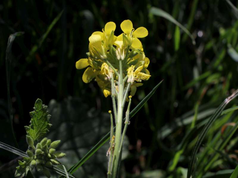 Da determinare 3 - Sinapis sp.